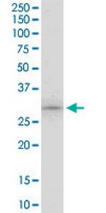 ING5 Polyclonal Antibody, MaxPab™