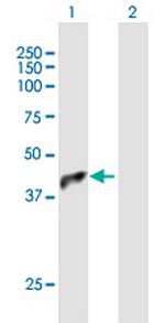 MGC13096 Polyclonal Antibody, MaxPab™