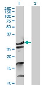 ZNF397 Polyclonal Antibody, MaxPab™