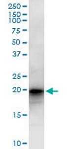 LZIC Polyclonal Antibody, MaxPab™