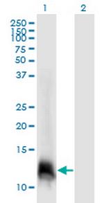 ELOF1 Monoclonal Antibody (4F6)