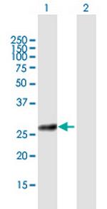 COG8 Polyclonal Antibody, MaxPab™