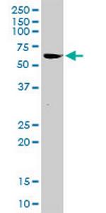 ZNF289 Polyclonal Antibody, MaxPab™