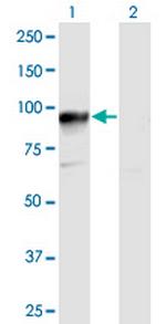 HOOK3 Polyclonal Antibody, MaxPab™