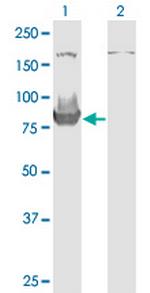 HOOK3 Monoclonal Antibody (3A5)