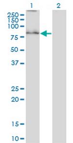 SYVN1 Monoclonal Antibody (4H4)