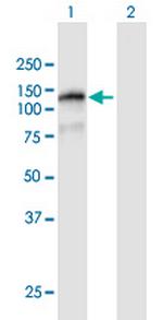 FAM120B Antibody in Western Blot (WB)
