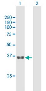 GNPTG Polyclonal Antibody, MaxPab™