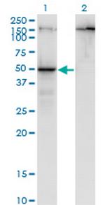 PARD6B Monoclonal Antibody (1C4)
