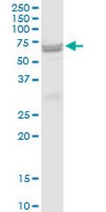 ST6GAL2 Polyclonal Antibody, MaxPab™