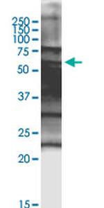 SPZ1 Antibody in Western Blot (WB)