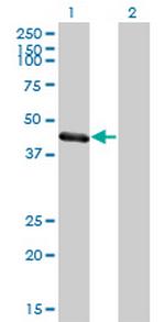 TRIM63 Monoclonal Antibody (6G6)