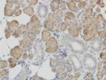 COX4I2 Antibody in Immunohistochemistry (Paraffin) (IHC (P))