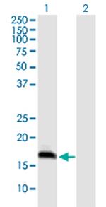 COX4I2 Antibody in Western Blot (WB)