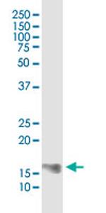 COX4I2 Antibody in Western Blot (WB)