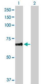 PLEKHA8 Polyclonal Antibody, MaxPab™