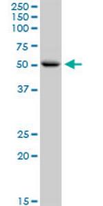 CNDP1 Polyclonal Antibody, MaxPab™