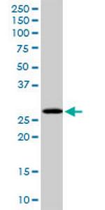 PCGF1 Polyclonal Antibody, MaxPab™