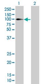 PLCD4 Antibody in Western Blot (WB)