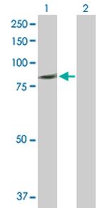 PLCD4 Polyclonal Antibody, MaxPab™