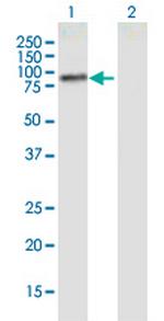 PLCD4 Monoclonal Antibody (4D4)