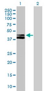 RTN4IP1 Polyclonal Antibody, MaxPab™