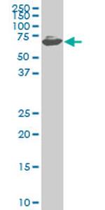 ZNF496 Antibody in Western Blot (WB)