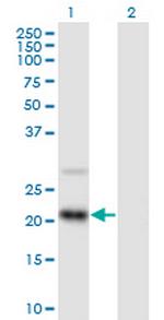 RAX2 Polyclonal Antibody, MaxPab™