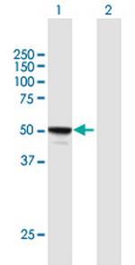 MINA Polyclonal Antibody, MaxPab™