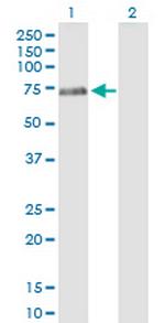 PTPN5 Polyclonal Antibody, MaxPab™