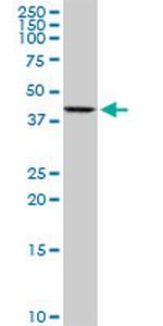 AIFM2 Polyclonal Antibody, MaxPab™