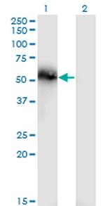 TNS4 Antibody in Western Blot (WB)