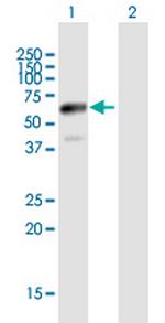 JUB Polyclonal Antibody, MaxPab™