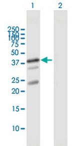 UBL7 Polyclonal Antibody, MaxPab™