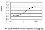TCEAL3 Antibody in ELISA (ELISA)