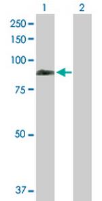 REPS1 Antibody in Western Blot (WB)