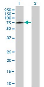 PPIL4 Polyclonal Antibody, MaxPab™