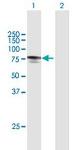 MYLK2 Polyclonal Antibody, MaxPab™
