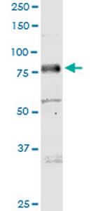 MICAL-L1 Polyclonal Antibody, MaxPab™