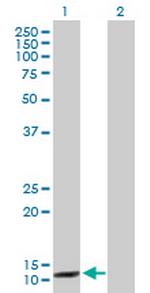CCNB3 Polyclonal Antibody, MaxPab™
