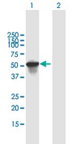 SCIN Polyclonal Antibody, MaxPab™