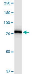 PNPT1 Polyclonal Antibody, MaxPab™