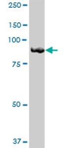 FGD3 Antibody in Western Blot (WB)