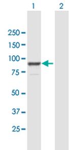 FGD3 Antibody in Western Blot (WB)