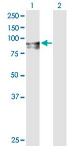 FGD3 Polyclonal Antibody, MaxPab™