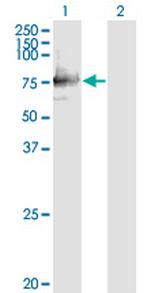 SIGLEC12 Monoclonal Antibody (1D1)