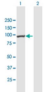 C3orf15 Polyclonal Antibody, MaxPab™