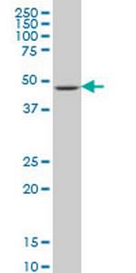LHX4 Antibody in Western Blot (WB)