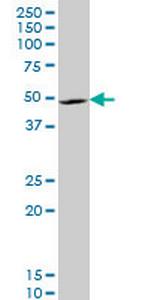 LHX4 Monoclonal Antibody (2B12)