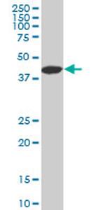 LHX4 Monoclonal Antibody (4D7)